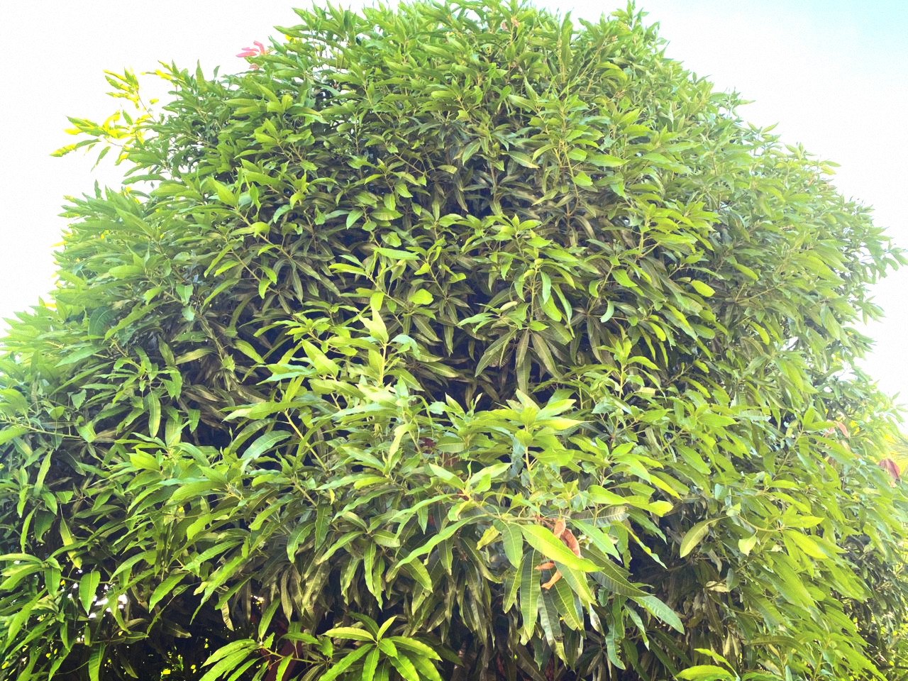 mango tree