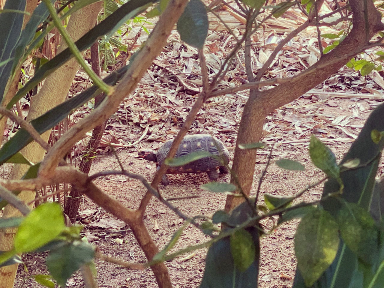 tortoise