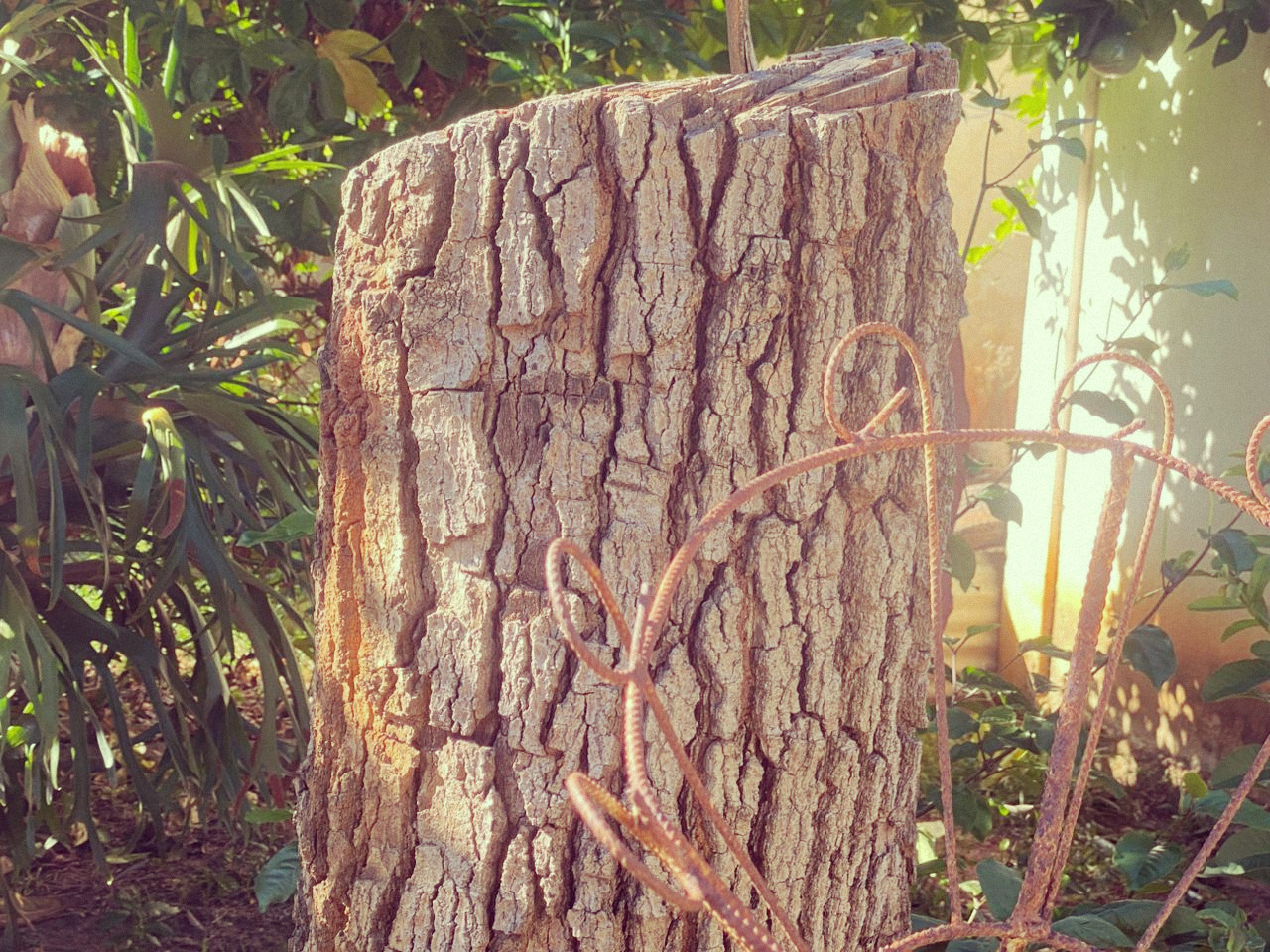 old trunk