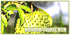 Annona muricata