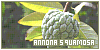 Annona squamosa