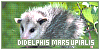 Didelphis marsupialis