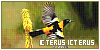 Icterus icterus