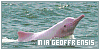 Inia geoffrensis