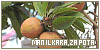 Manilkara zapota