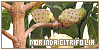 Morinda citrifolia