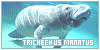 Trichechus manatus